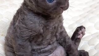Cat Hugging its Best Friend! 10