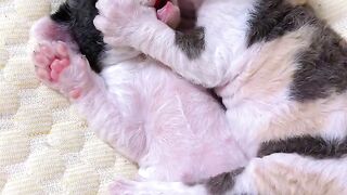Cat Watching a Horror Movie! 11