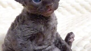 Cat Trying to Drink from a Straw! 21