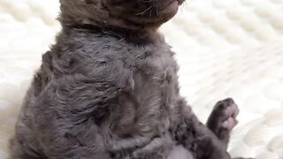 Kitten's First Time Trying Wet Food! 11
