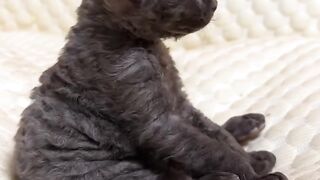 Cat Sleeping in a Hammock! 11