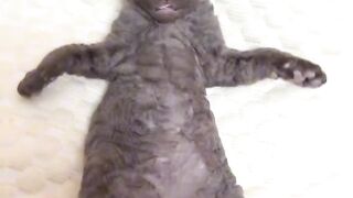 Cat Begging for a Piece of Ham! 11