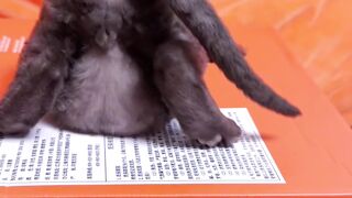 Cat Trying to Open the Door Knob! 11