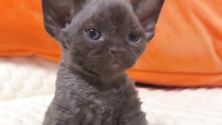 Cat Chasing a Butterfly in the Garden! 11