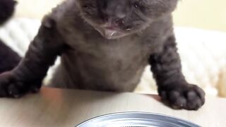Cat Meowing "No" to the Vet! 10