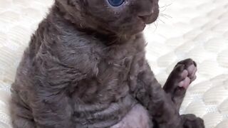 Cat Refusing to Give Up the Remote! 9