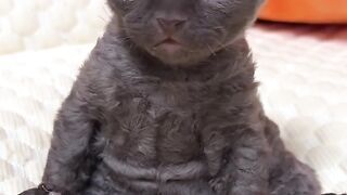 Kitten Learning to Meow! 🥺 10
