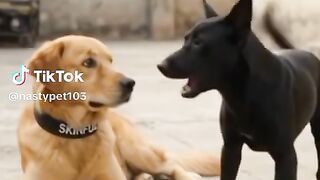 The dog are making joke 🤣 just watch it
