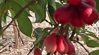 Harvesting Malay apples