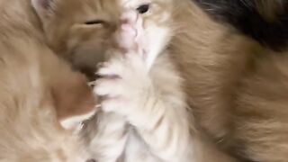Cat Purring While Eating! 10