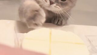 Cat Stealing the Dog's Bone! 18
