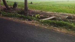 Calm Village Road with Green Rice Fields