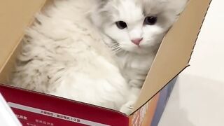 Cat Caught Stealing Food on Hidden Camera! 3