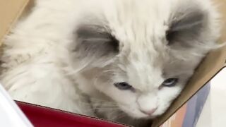How to Annoy Your Cat (Funny Reaction!) 3