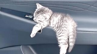 Cat Meowing for 1 Minute Straight! 📢 3
