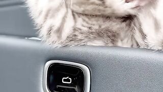 I Put a Cucumber Behind My Cat! 😂 3