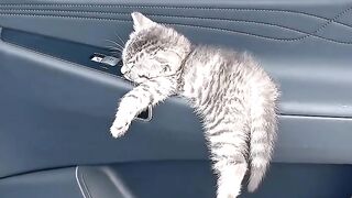 Cat Parkour Level: Olympic Gold Medal! 3