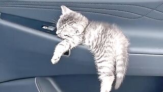 This Cat Actually Speaks English! 🗣️ 3