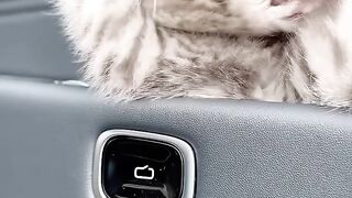 Cat Addicted to Watching Bird Videos! 3