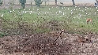 Cute white birds with dogs