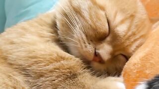 Gamer Cat Playing on the iPad! 🎮 3