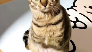 Cat Steals a Whole Slice of Pizza! 🍕 3
