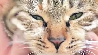 Cat Trying to Catch a Fly in Slow Motion! 3