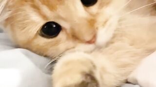 Cat Stuck in a Paper Bag! 😂 3