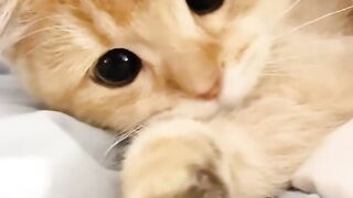 Cat Refuses to Walk on a Leash! 13