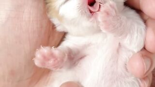 Cat Protecting Baby from a Dog! 3
