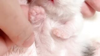 Cat Smelling a Lemon for the First Time! 3