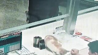 Cat Sitting Exactly Like a Human! 🧍 3