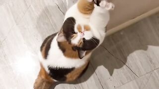 Cat Getting Jealous of a Plush Toy! 3