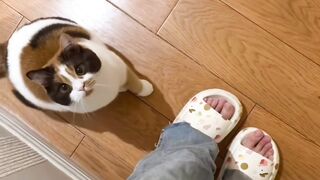 Cat Knocks Everything off the Desk! 3