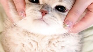 Cat Tries to Drink from the Shower! 🚿 3