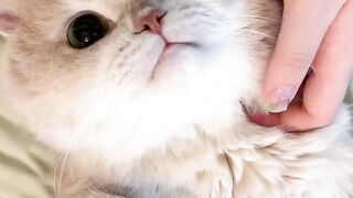 Cat Discovers the Roomba Vacuum! 3