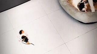 Cat Brings a Live Mouse as a Gift! 🐁 2