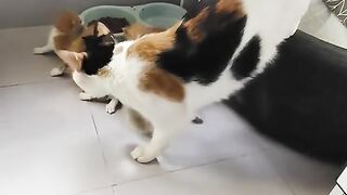Cat Begging for Chicken Nuggets! 3