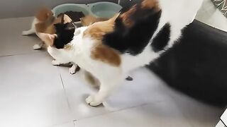 Cat Reacts to the Vacuum Cleaner! 2