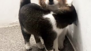 Cat Wakes Me Up at 5 AM Every Day! 3