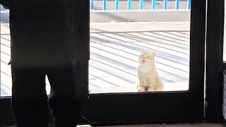 Cat Doing a Perfect Backflip Catch! 3