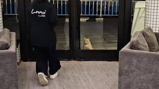 Cat Gets a Brain Freeze from Ice Water! 2