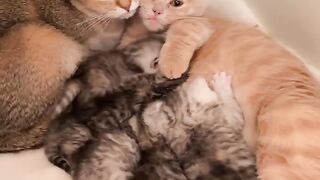 Cat Sleeping in a Perfect Circle! 12