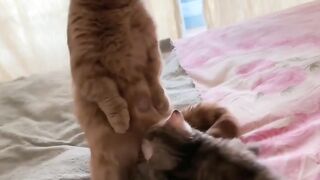 Cat Stealing Owner's Socks Again! 🧦 2