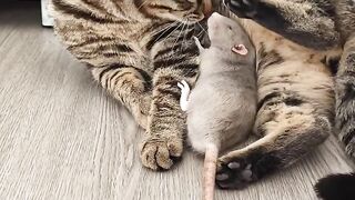 Cat Chattering at a Bird Outside! 3