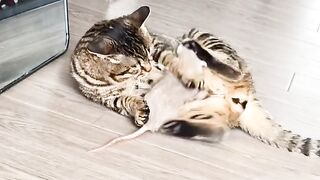 Cat Covered in Static Electricity! ⚡ 3