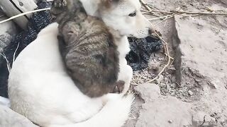 Cat Loving a Good Head Scratch! 3