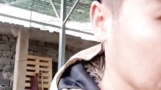 Cat Fights a Stuffed Tiger Toy! 🐅 2