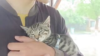 Cat Sits Exactly Like a Boss! 🕴️ 2