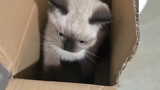 Cat Trying to Open the Treat Jar! 3